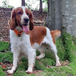 Ein braun-weißer Hund mit zotteligen Schlappohren steht am Fuß einer mächtigen Buche auf den Wurzeln des Baumes, die mit Moos überzogen sind.