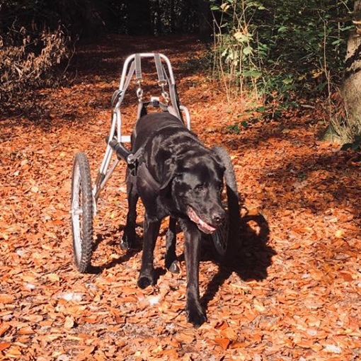 Schwarzer Labrador in einem Hunderolli auf einem schmalen Weg, der von Herbstlaub bedeckt ist. Der Hund ist mit einem schwarzen Geschirr am silbernen Alugestänge des Rollis fixiert und geht gemütlichen Schrittes auf den Betrachter zu.